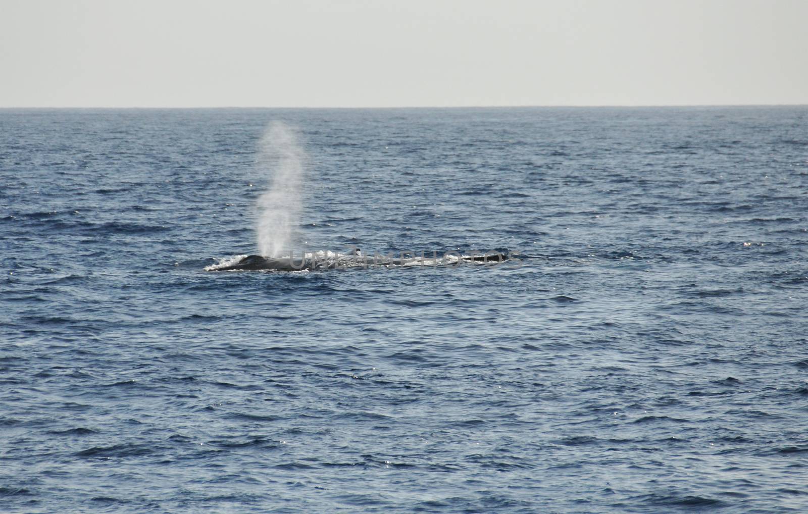 Breathe of a Humpback Whale in the ocean