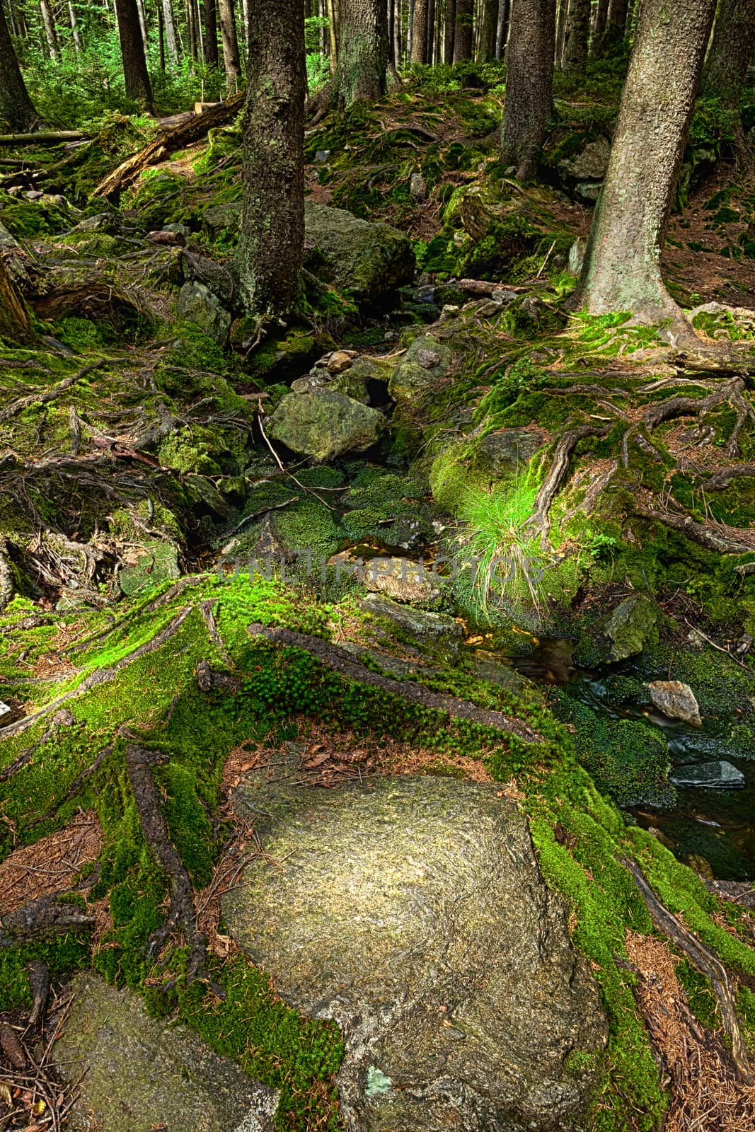 The primeval forest with the creek - HDR by hanusst