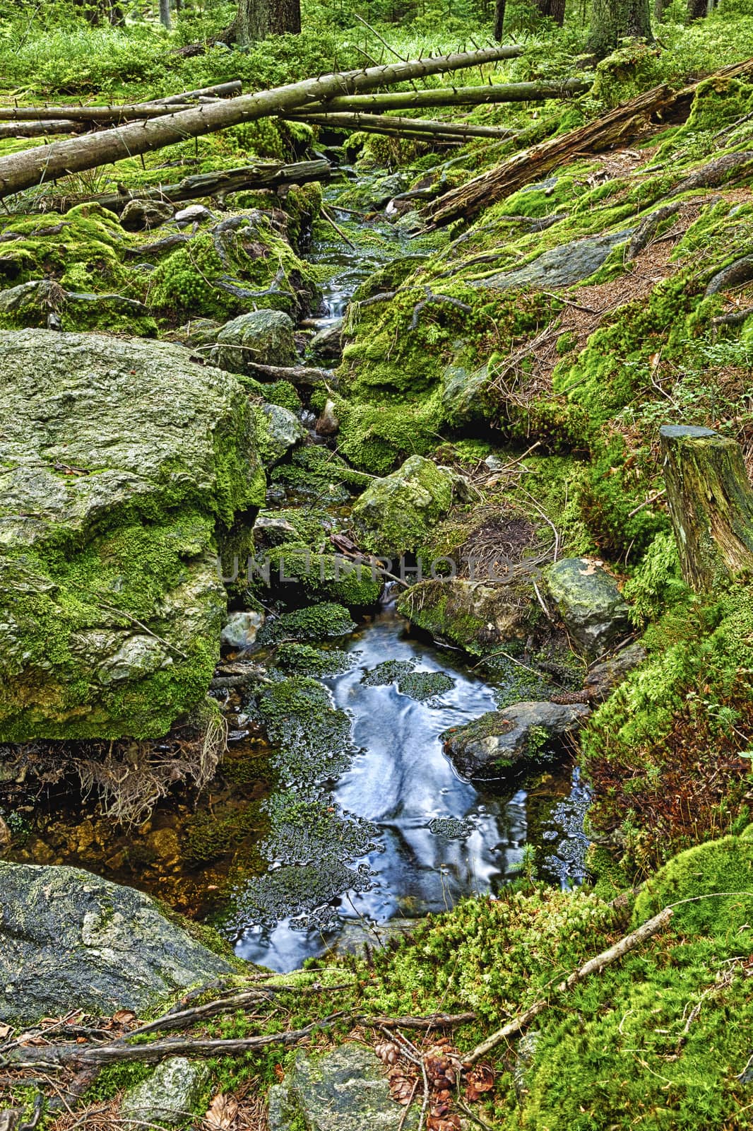 The primeval forest with the creek - HDR by hanusst