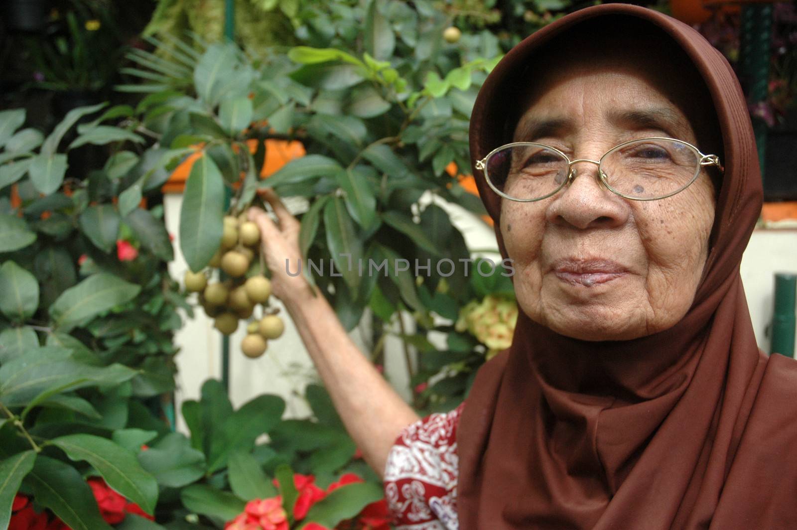 Bandung, Indonesia - March 17, 2012: Grandmother holding longan fruit on its tree.