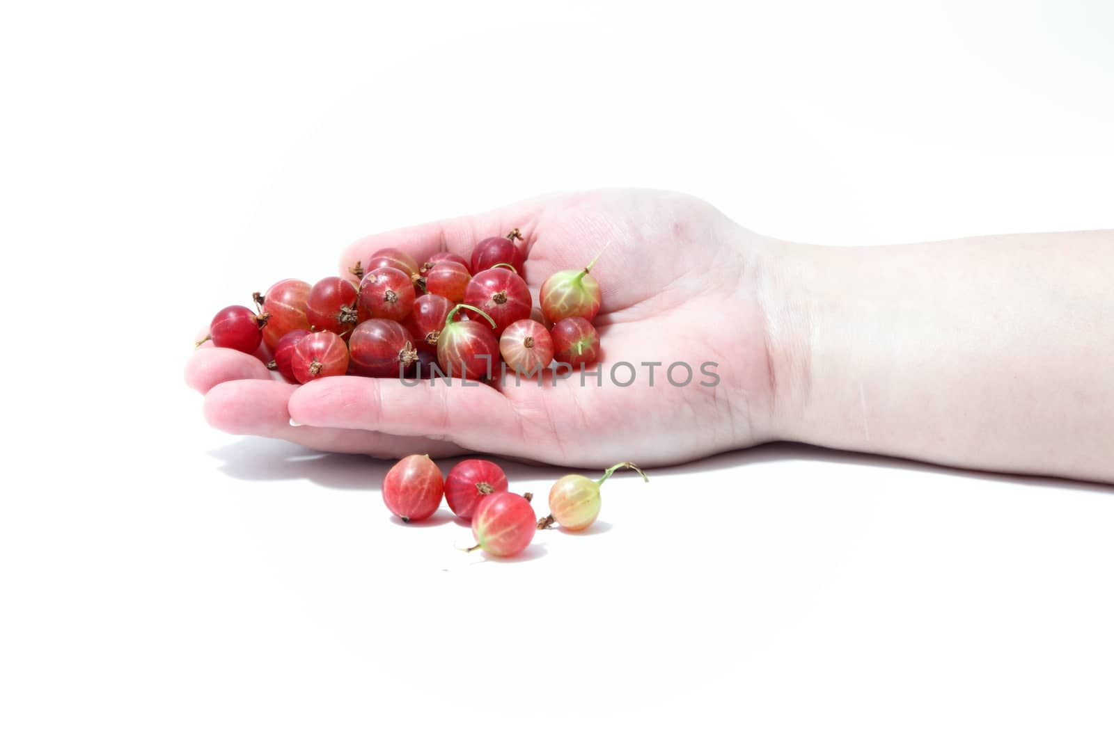 Gooseberry in hand isolated on white background
