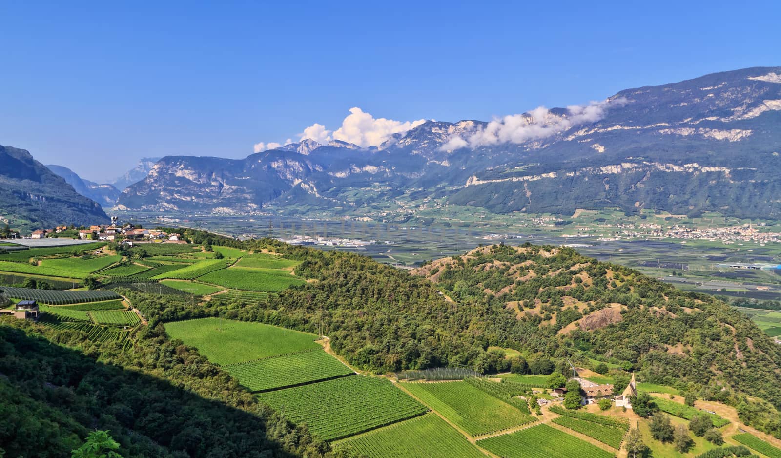 Overview of Adige Valley with vineyard on foreground, Italy