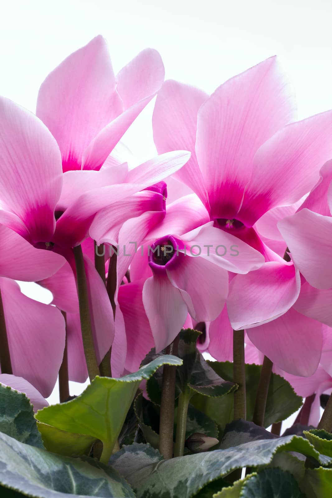 flowers of pink cyclamen - close up