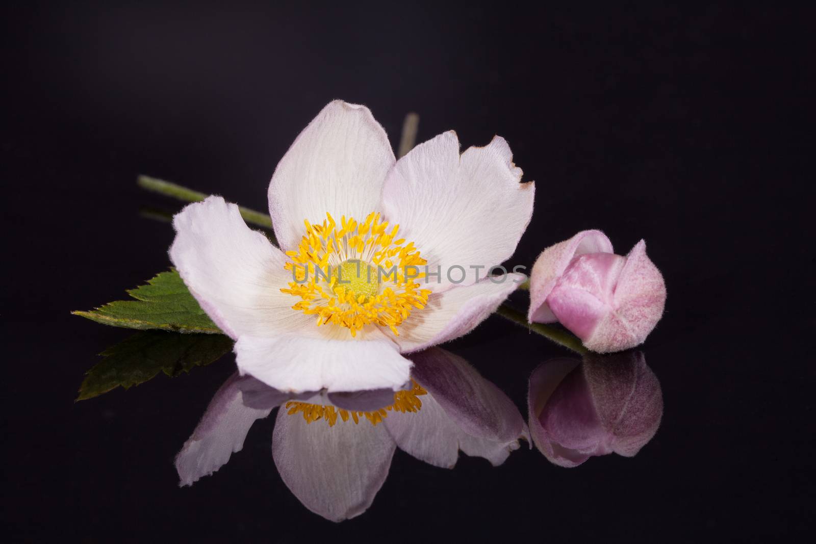 single flower of  hellebores with bud on black background