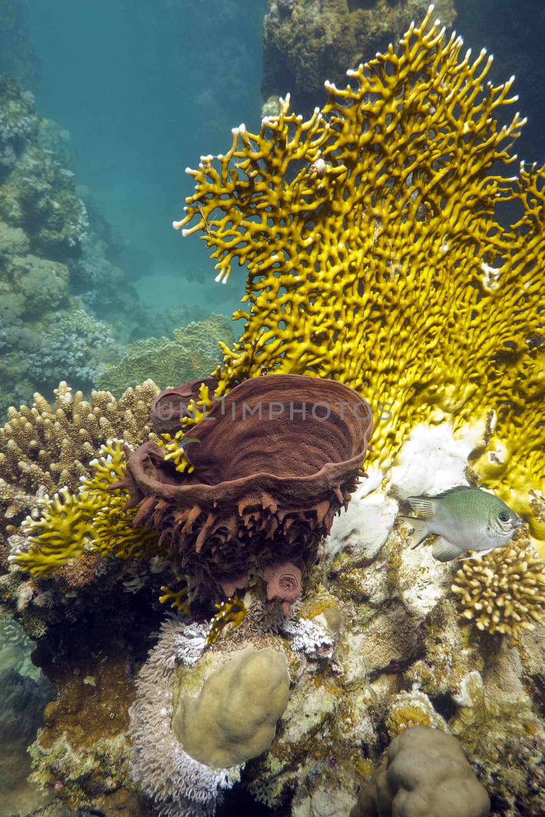 coral reef with fire coral and sea sponge on the bottom of tropical sea by mychadre77