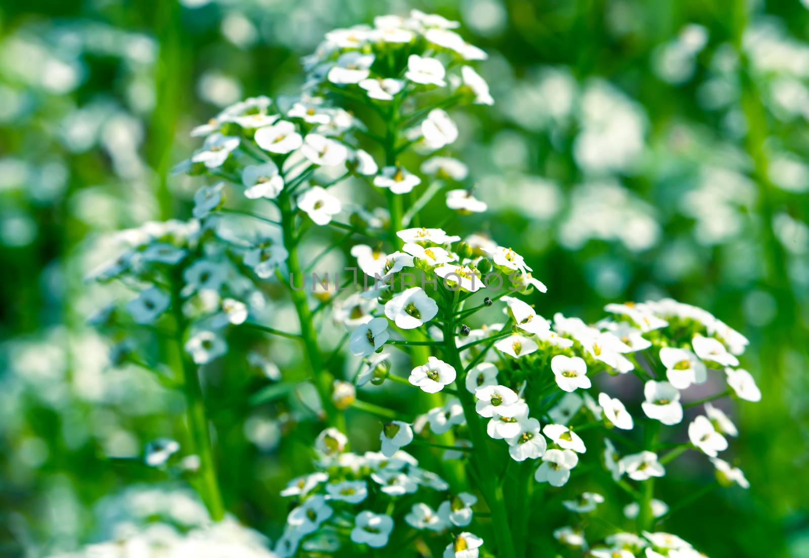 white flowers Sweet Alyssum (Lobularia maritima) in garden