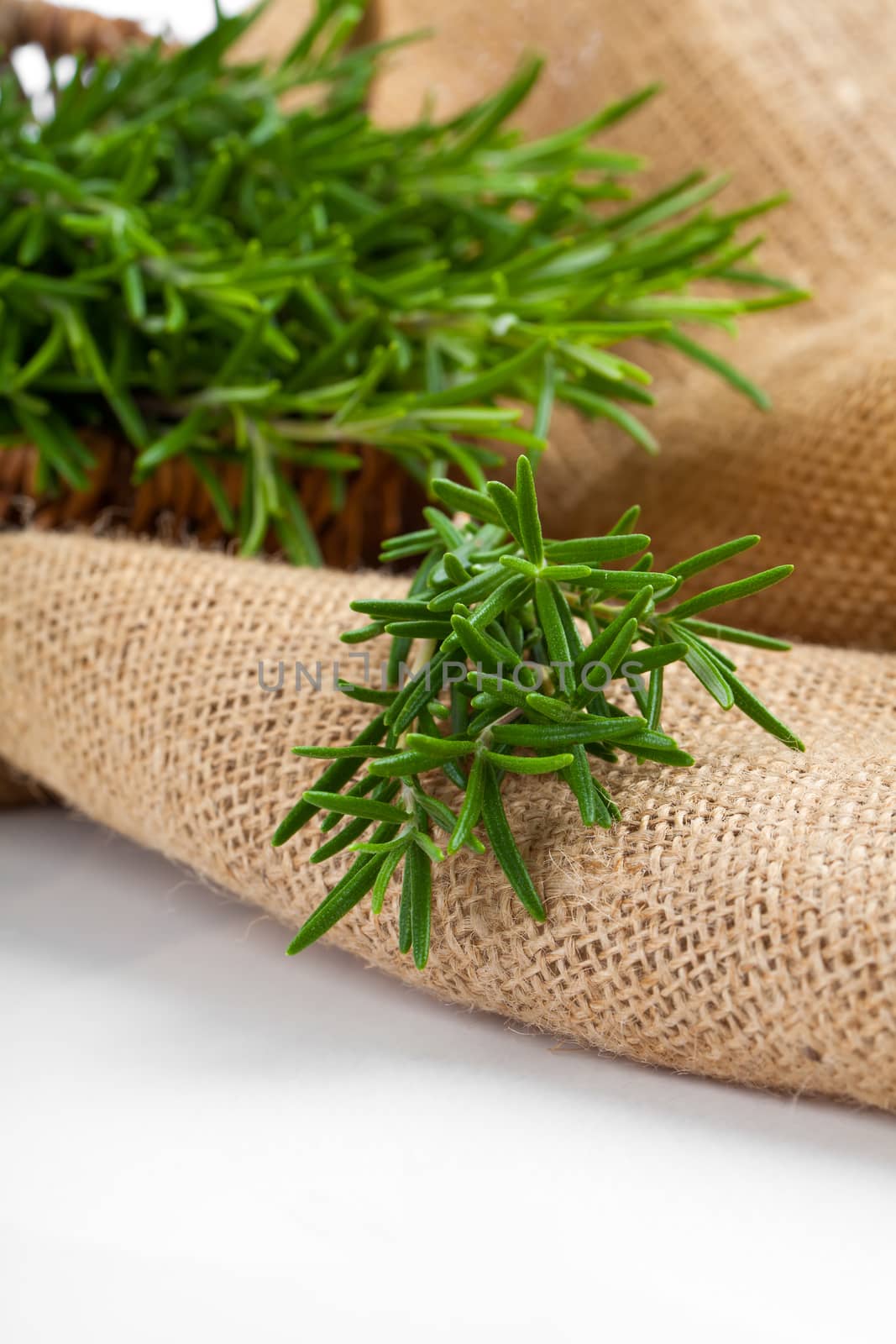 tied fresh rosemary on the burlap, over white background