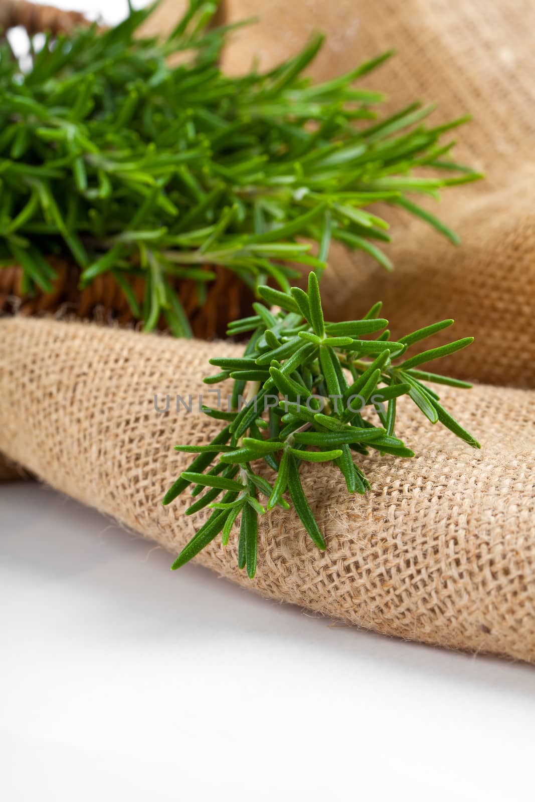 tied fresh rosemary on the burlap, over white background by motorolka