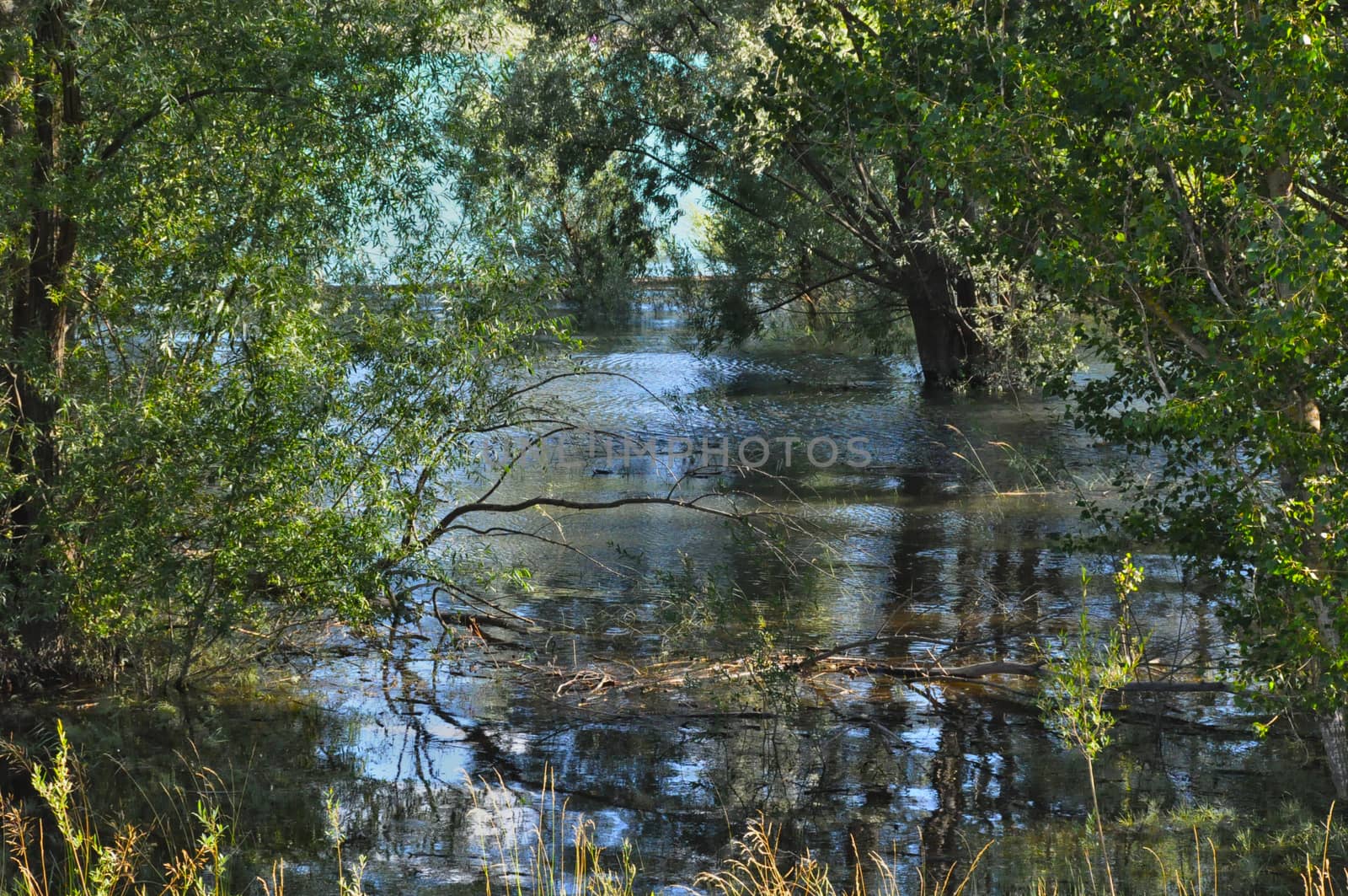 lagoon and the recess of the Durance river with submerged trees