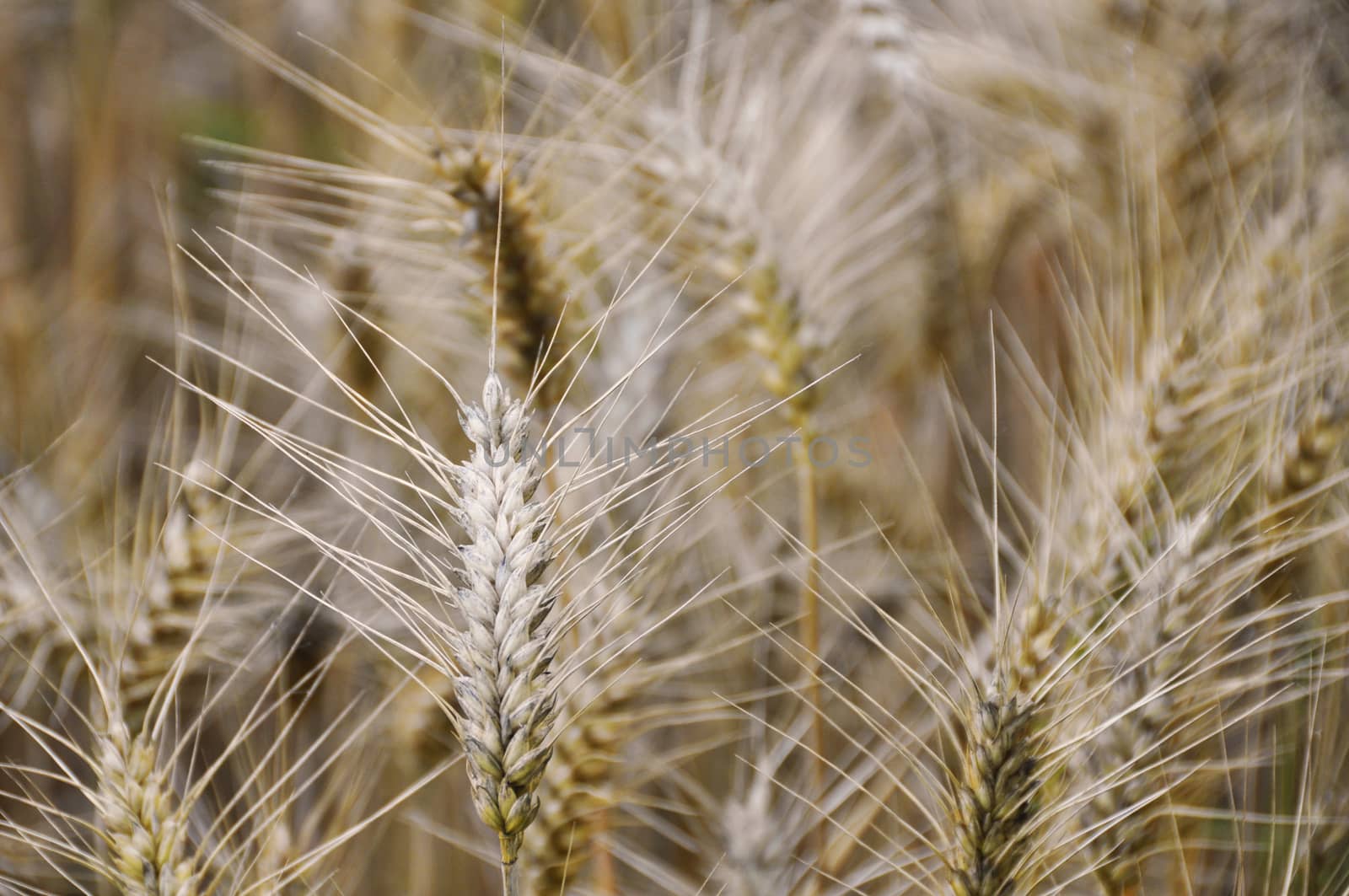 ear of wheat in the foreground in a wheat field