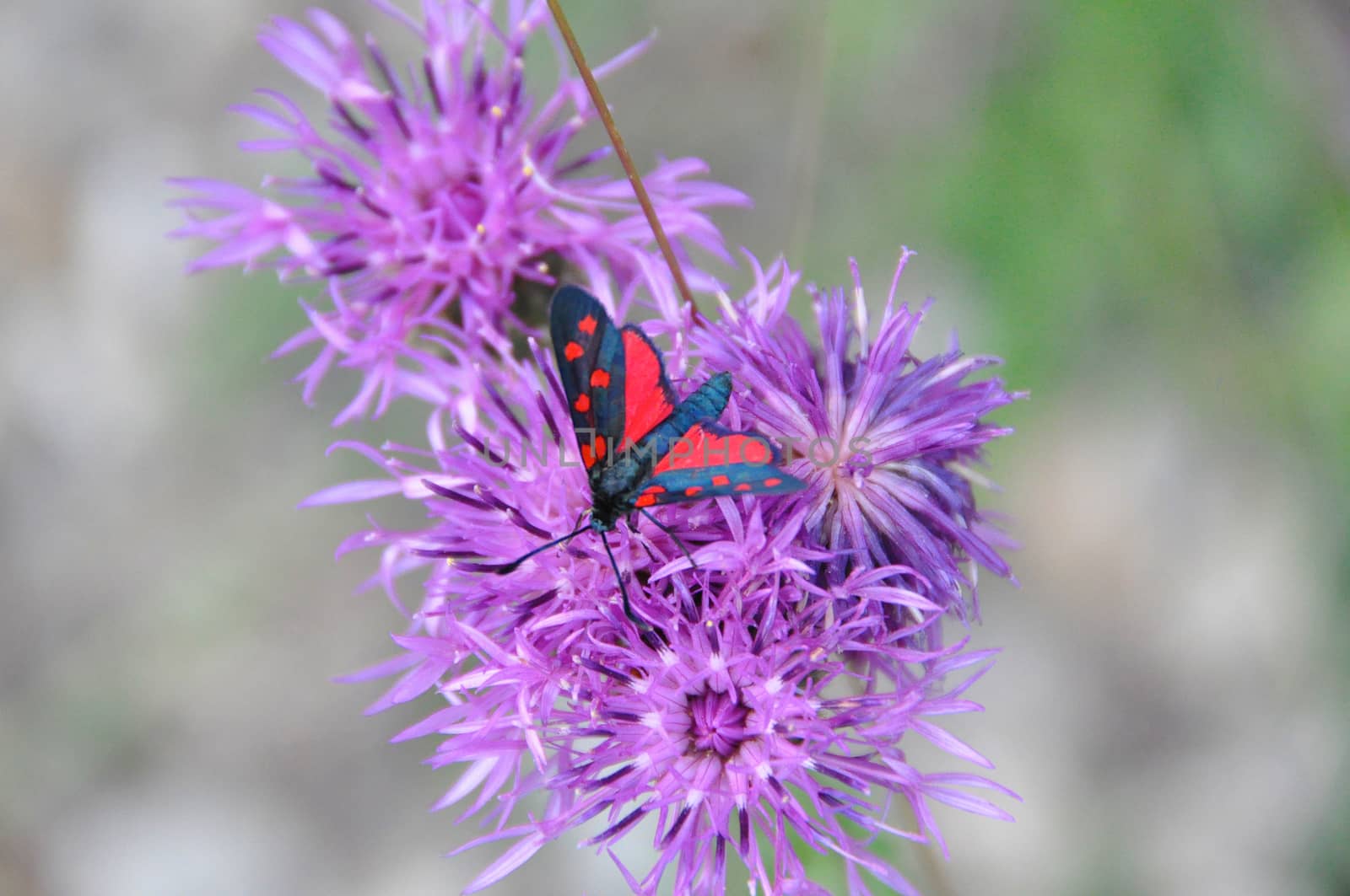 butterfly in the colors red and black flower