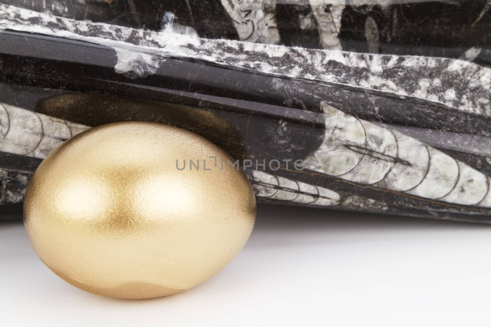 Gold nest egg sits in front of polished, fossilized orthoceras.  Nautiloid of Palezoic era adds significance of time to investment image.  Fossil adds   symbolic meanings of strength, endurance, and cycles of life. 
