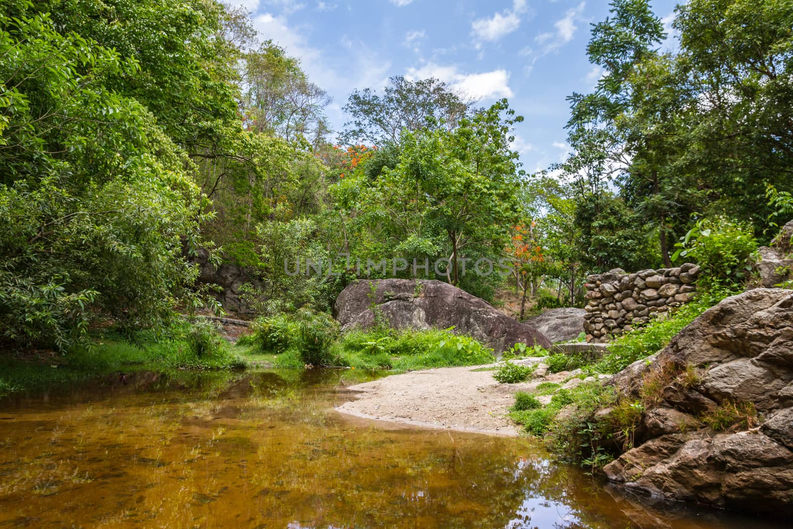 tropical forest and small pond in Thailand -- scenic nature background