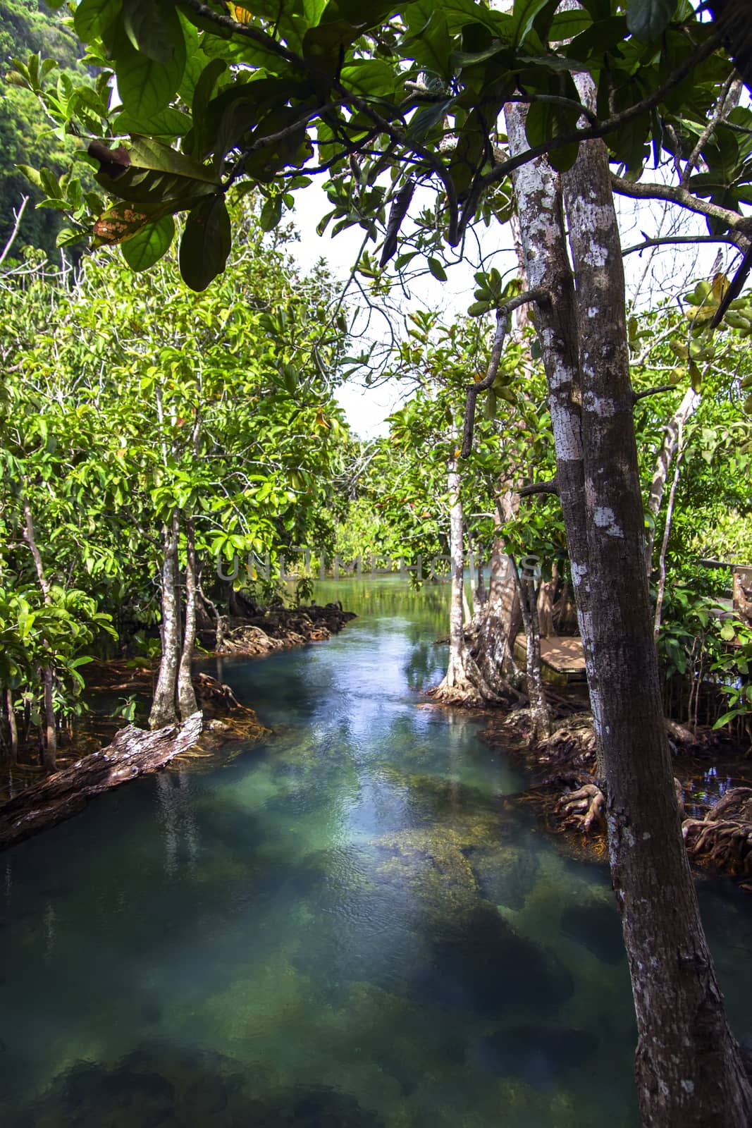 Water Way. Pa Phru Tha Pom Klong Song Nam Nature Trail. Krabi Province of Thailand.