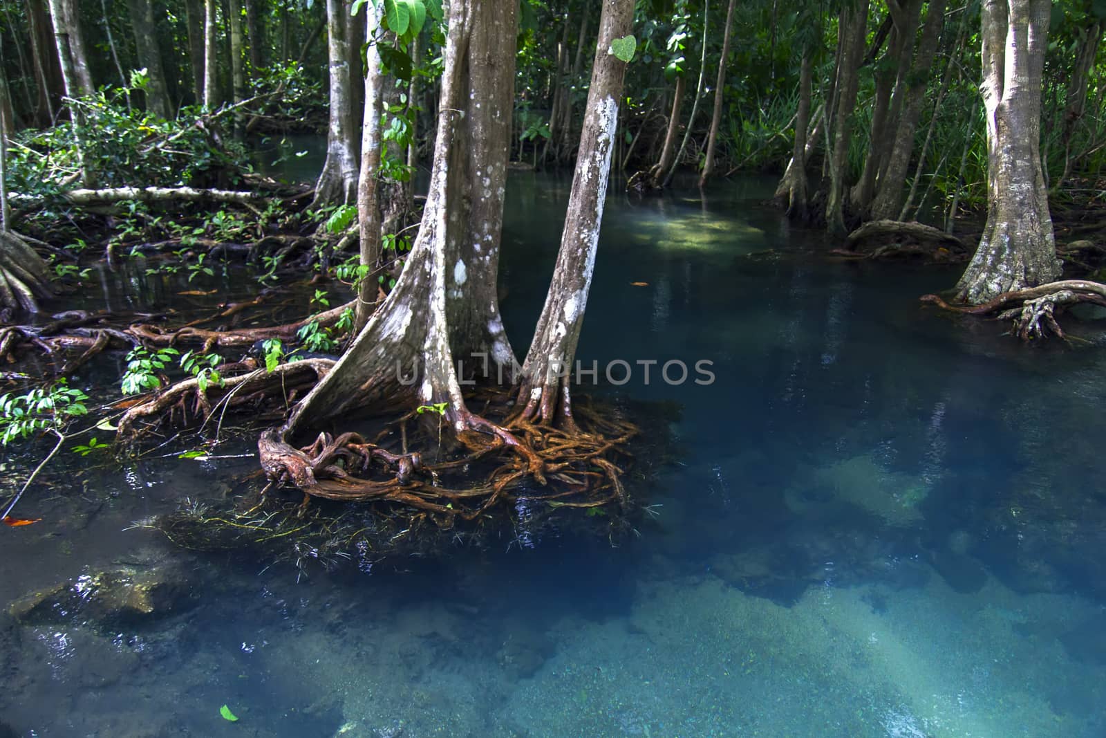 Pa Phru Tha Pom Klong Song Nam Nature Trail. Krabi Province of Thailand.