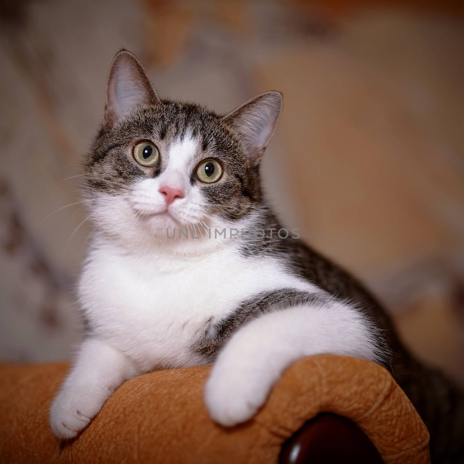 Portrait striped with white a cat on a sofa. Striped not purebred kitten. Small predator. Small cat.