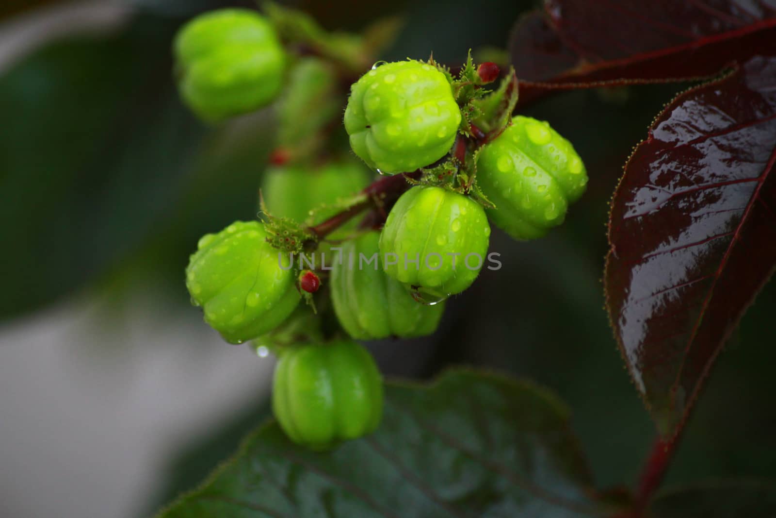 The Bellyache bush.Now it have not flowers.