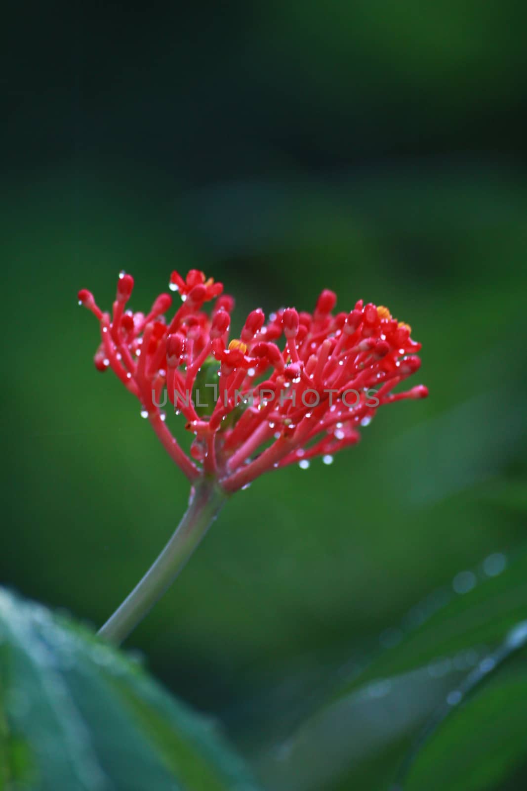 The thai folk herb name Jatropha  podagrica Hook. f. is used medicinally.It has dew drop after raining.
