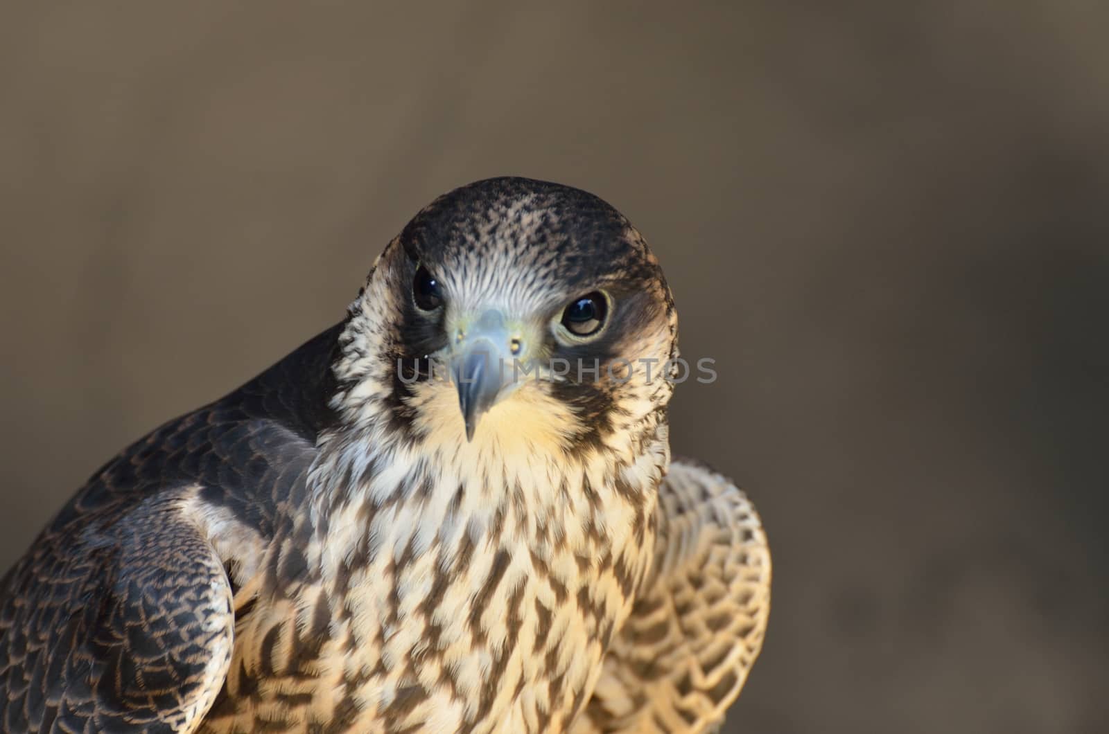 Peregrine Falcon in close up