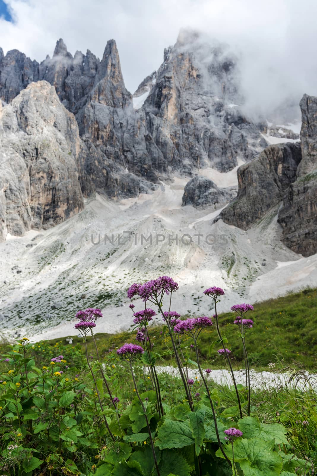 flowers and mountains in the background, Dolomites - Italy