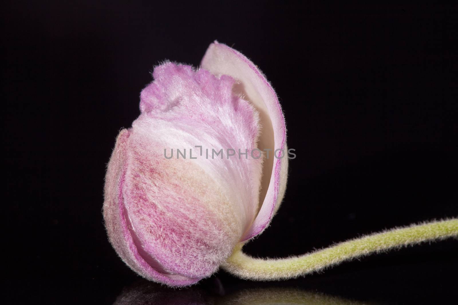 single pink bud of flower of hellebores isolated on black background