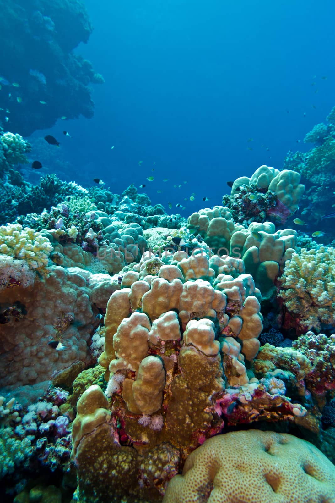 coral reef with hard corals at the bottom of tropical sea on blue water background by mychadre77