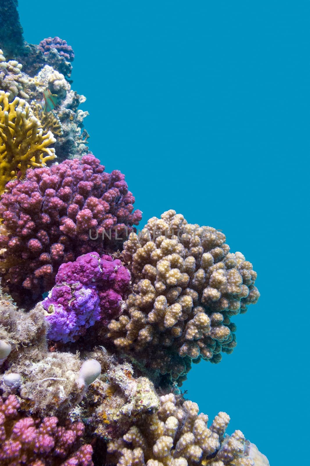 coral reef with violet hard corals poccillopora at the bottom of tropical sea on blue water background