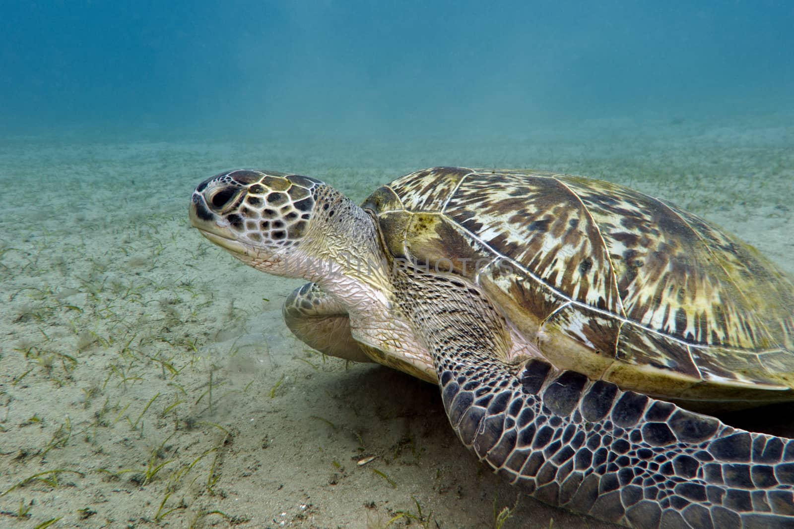 great sea turtle on the bottom of tropical sea