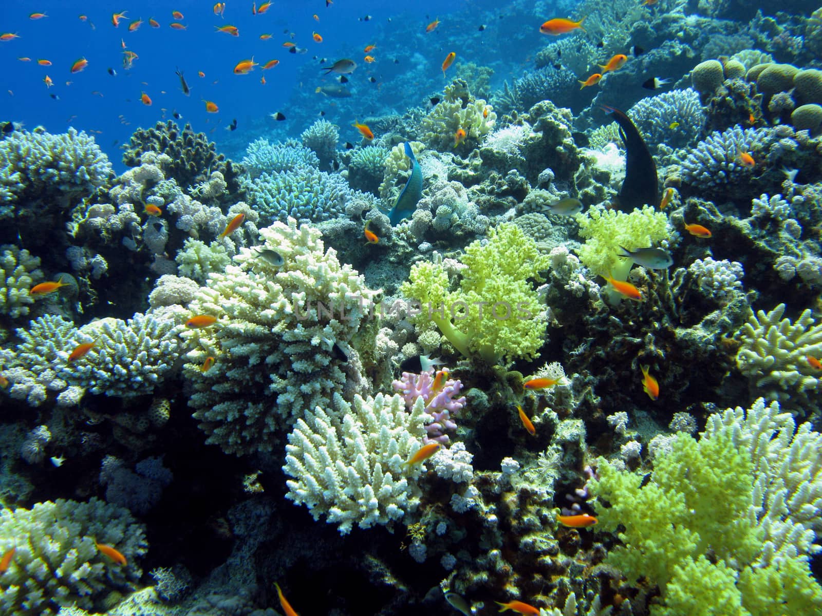 colorful coral reef wih hard and soft corals and exotic fishes anthias at the bottom of tropical sea