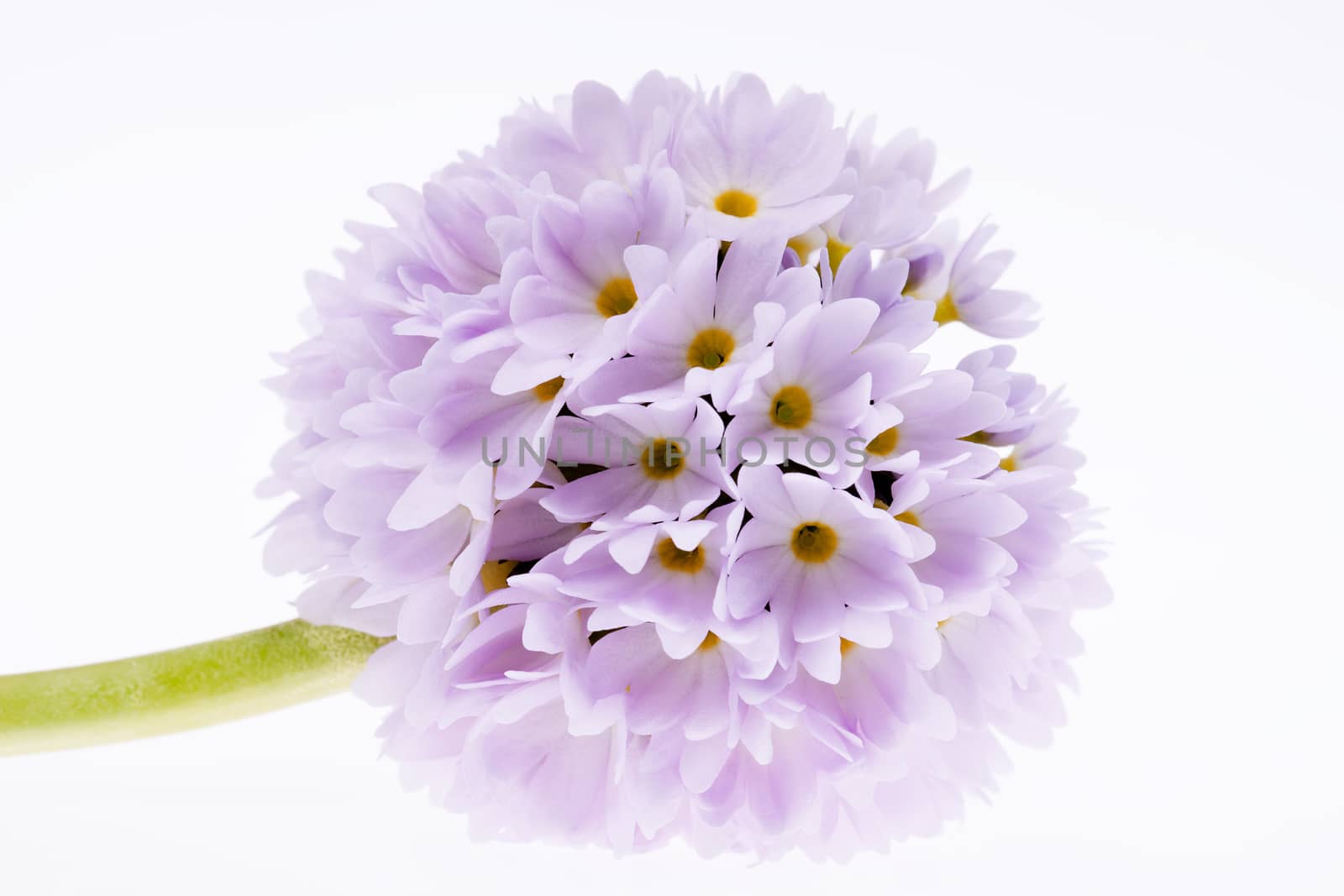 single lilac spring  flower of primula isolated on white background