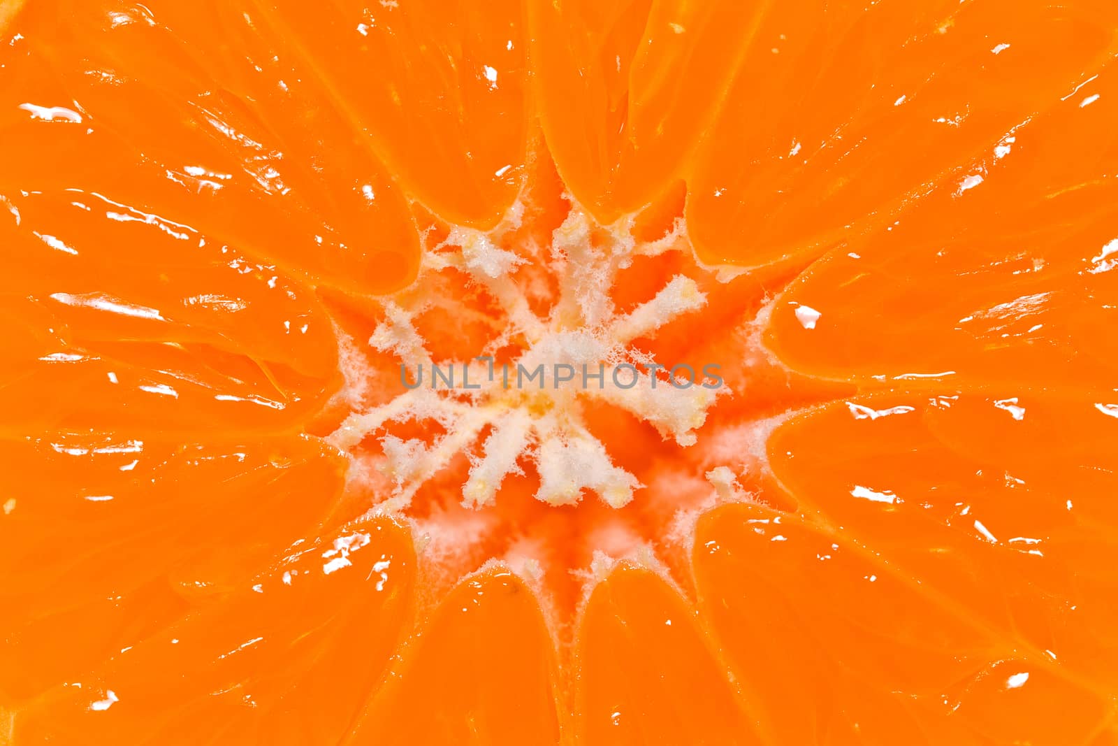 isolated half of mandarin with white middle - closeup