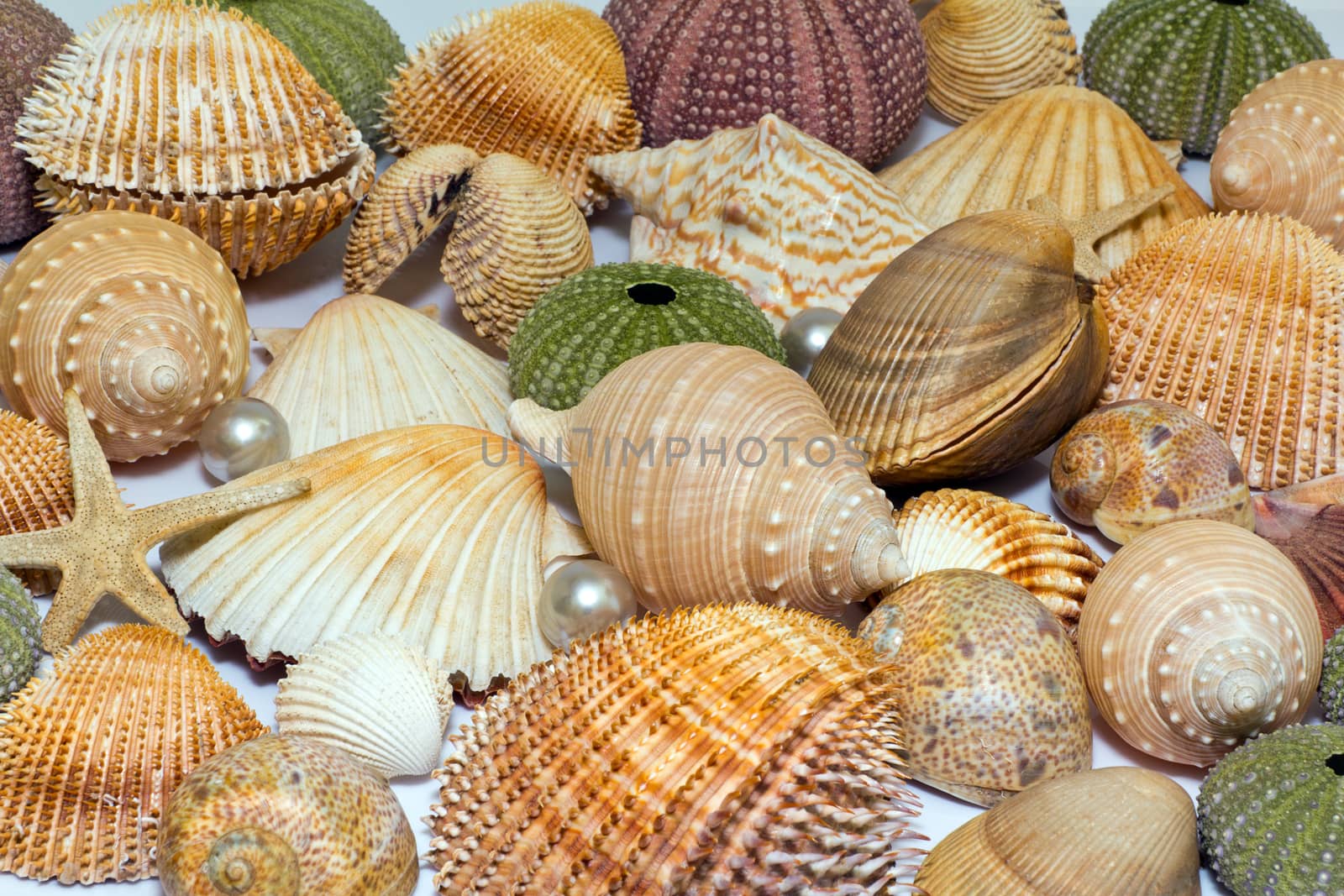 collection of various colorful seashells on white background