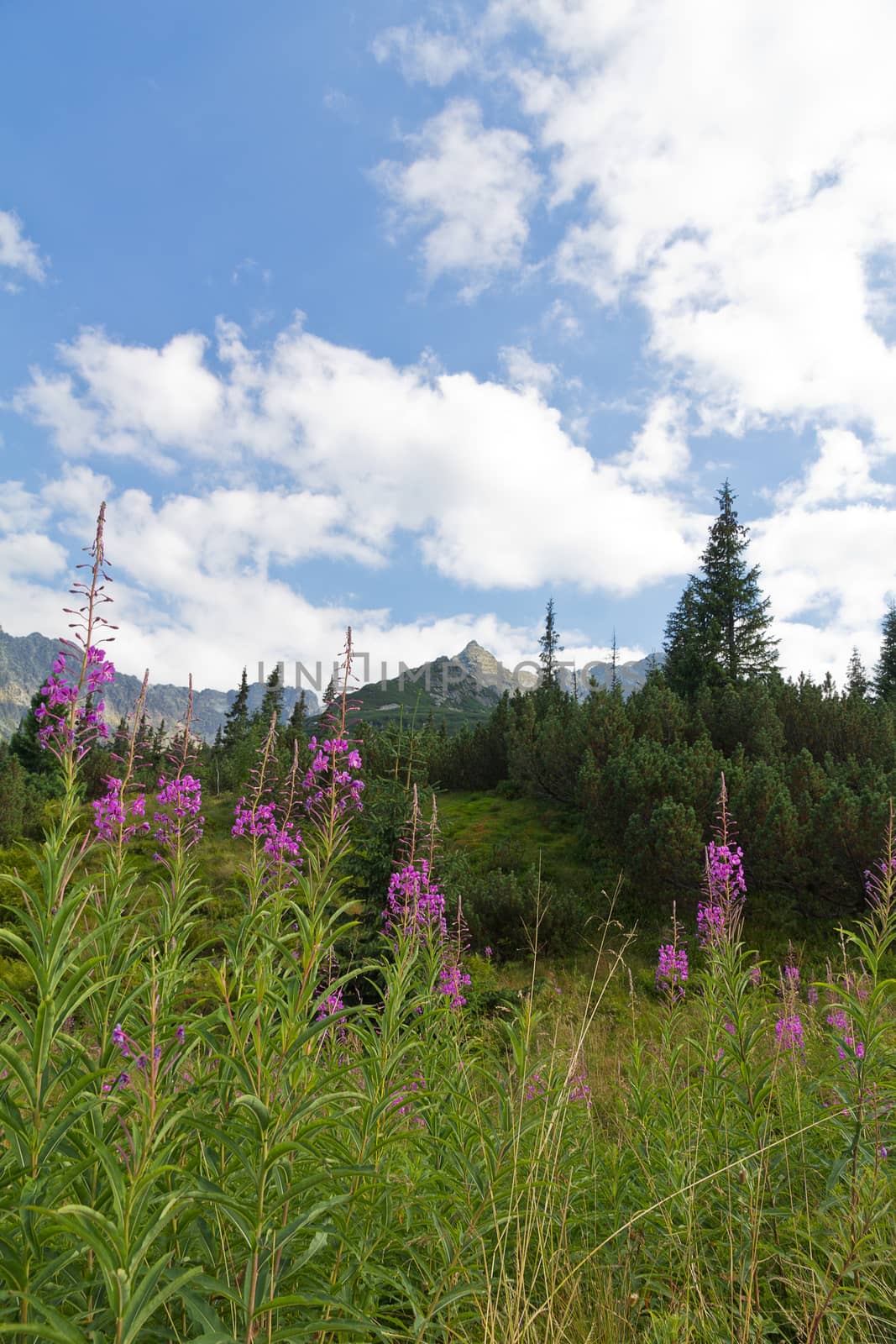 view on mountains and violet flowers fireweed on blue sky background
