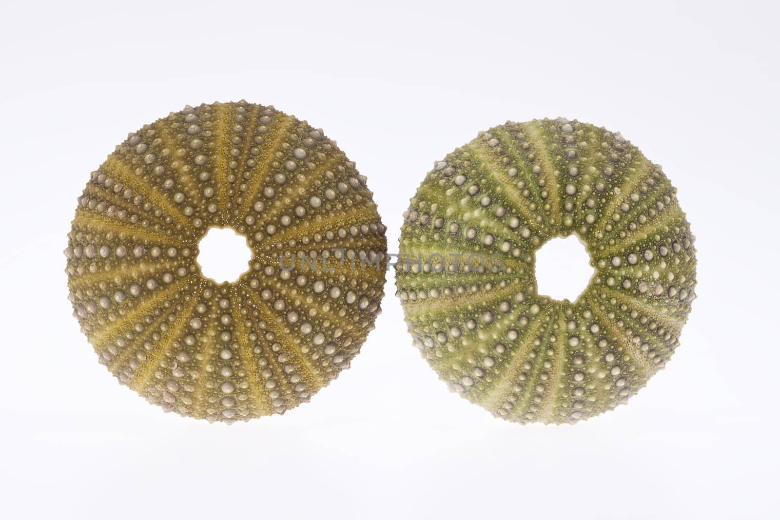 some seashell of sea urchin isolated on white background
