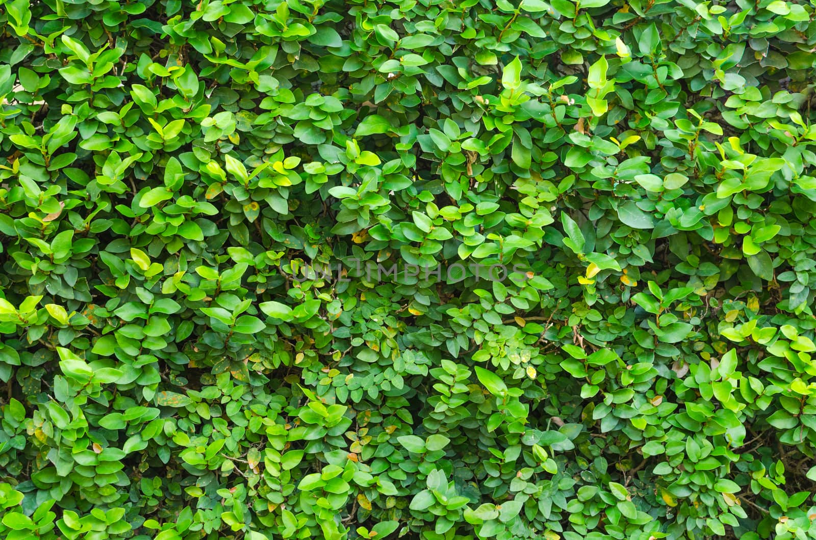 Green leaves wall background by nopparats