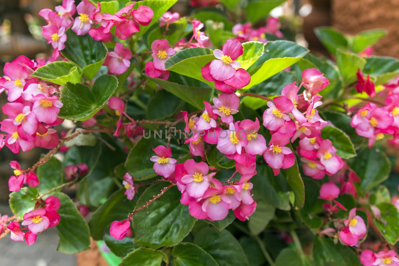 Begonia Semperflorens in Chon Buri Province of Thailand.