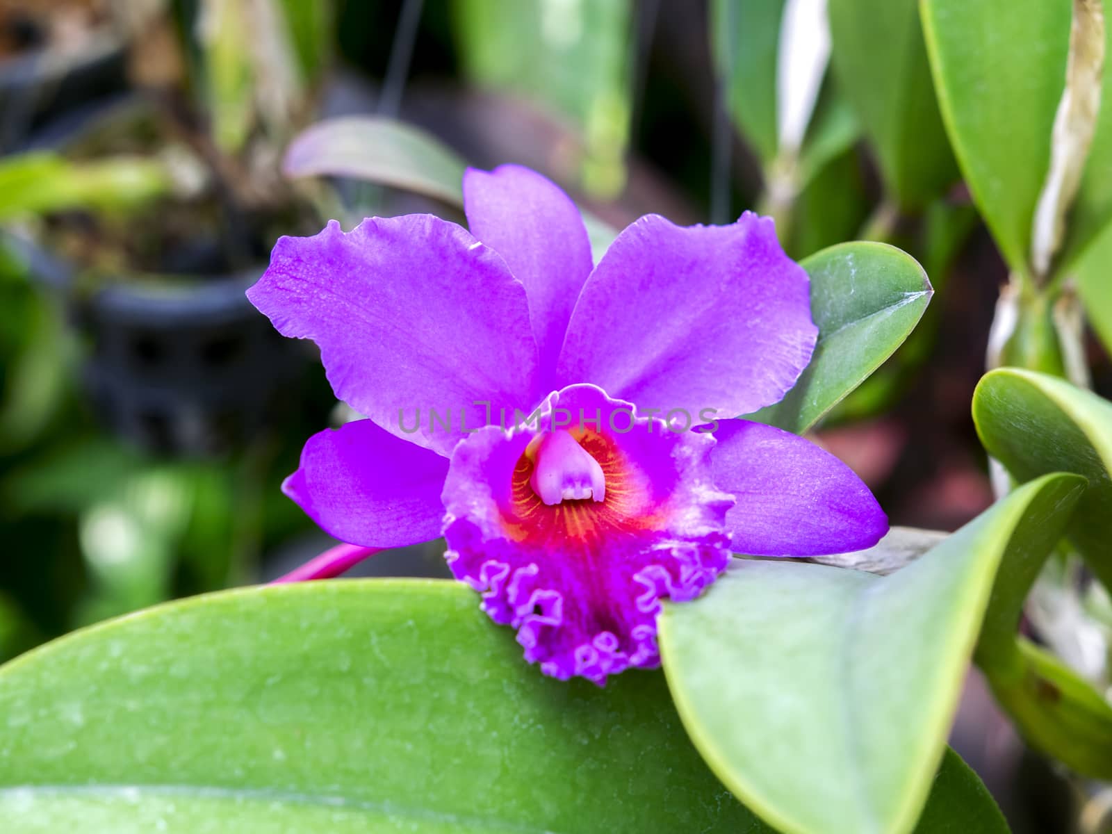 Purple Orchid Flower in Garden, Pattaya. Chon Buri Province of Thailand.