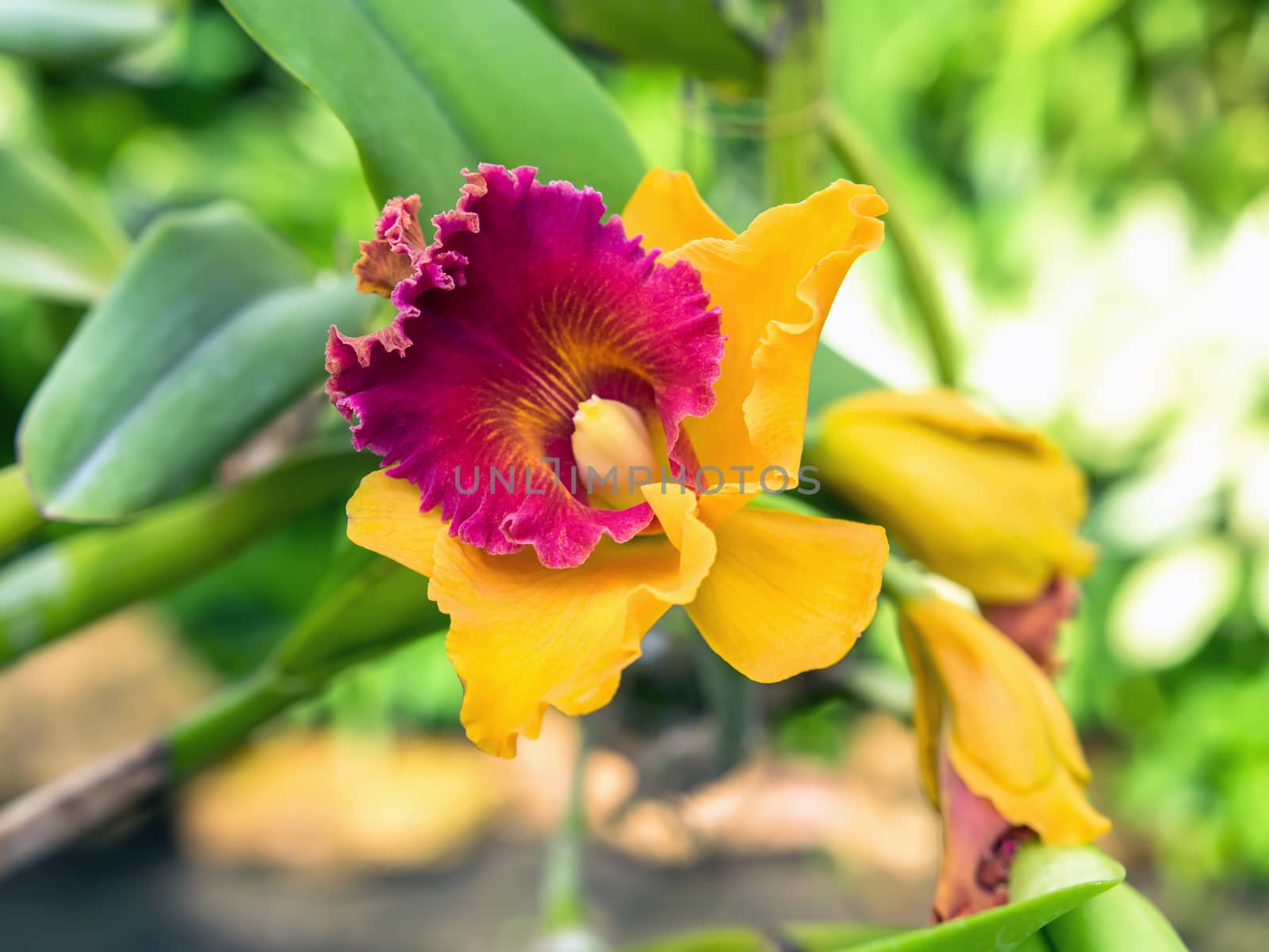Red Yellow Orchid Flower in Garden, Pattaya. Chon Buri Province of Thailand.
