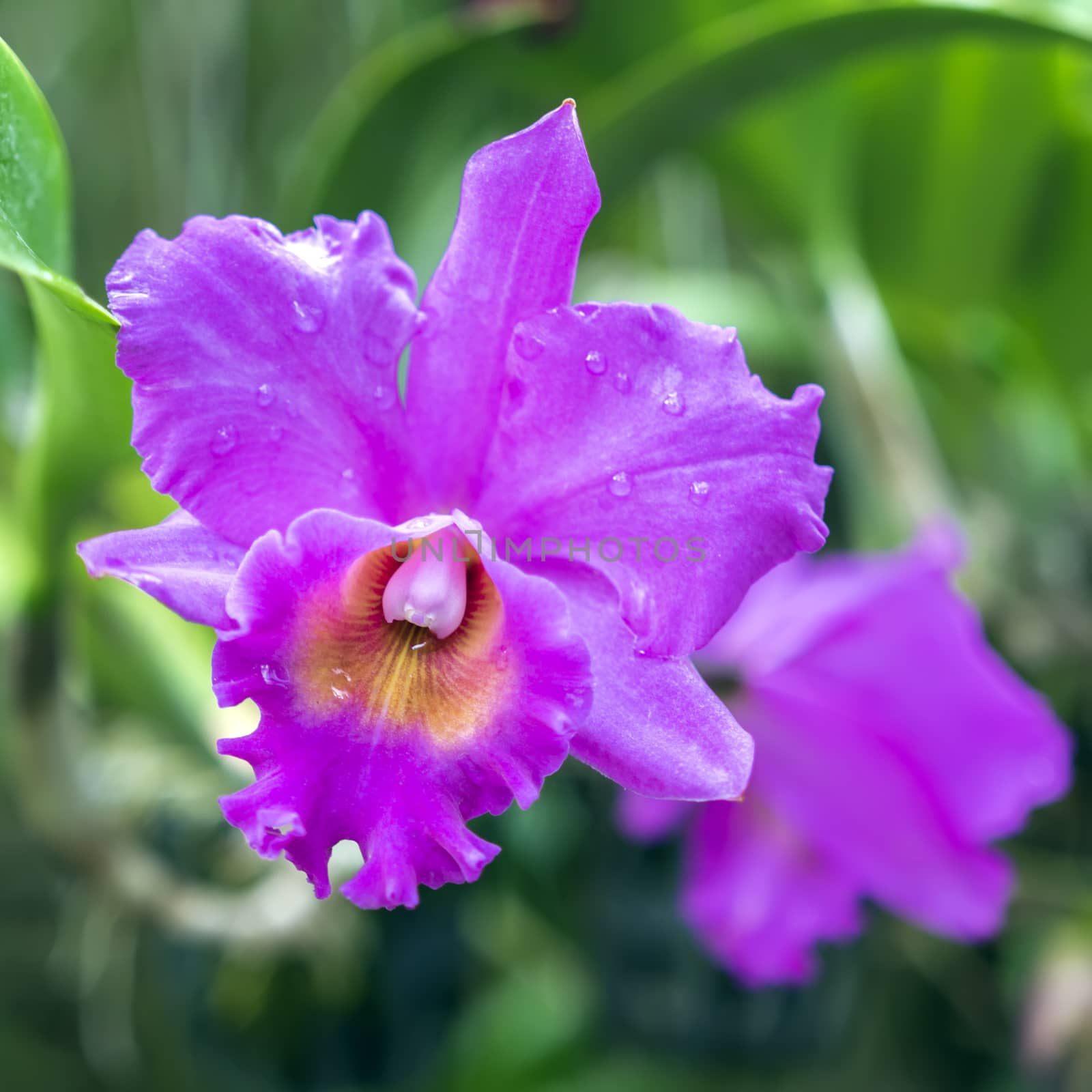 Wet Pink Orchid Flowers by GNNick