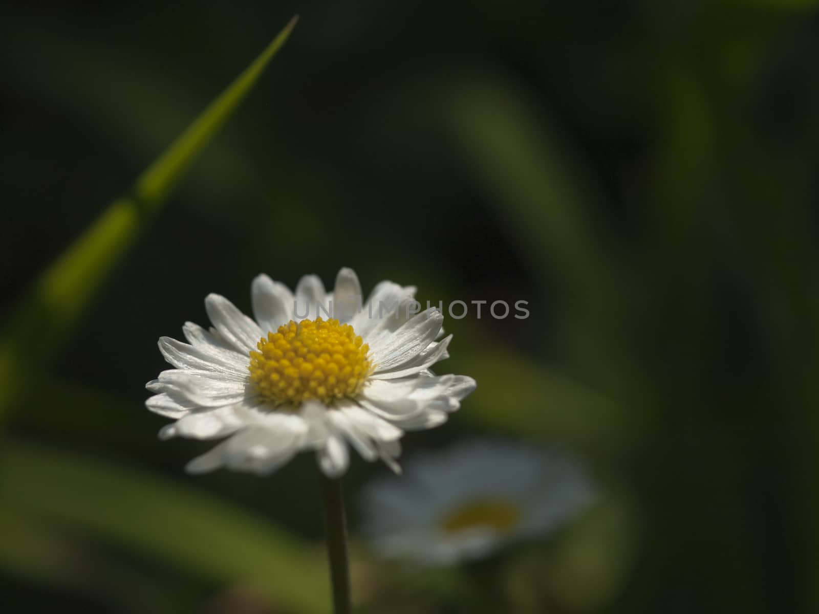 Closeup of white Oxeye Daisy (Chrysanthemum leucanthemum) wildflower