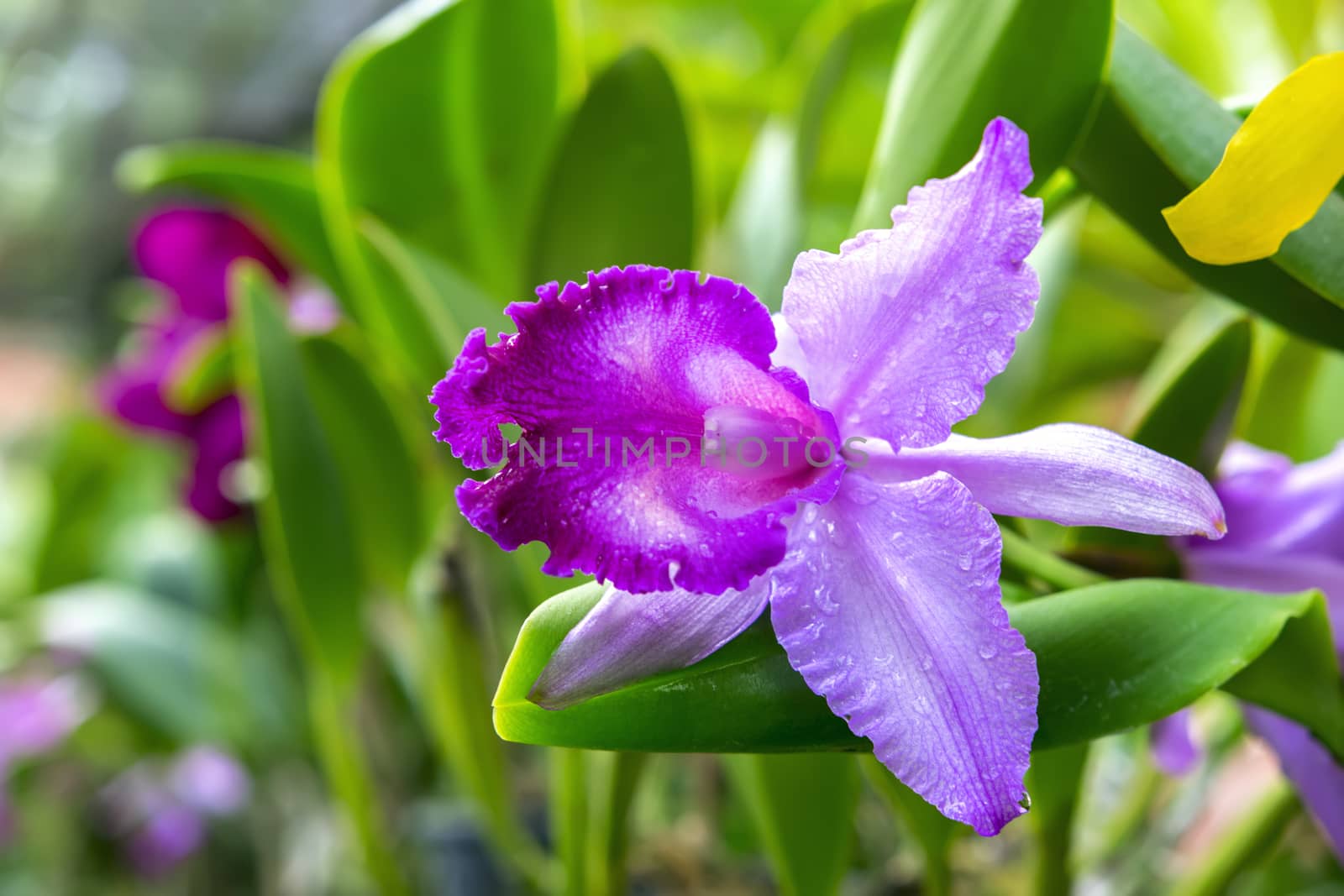 Wet Pink Orchid Flower in Garden, Pattaya. Chon Buri Province of Thailand.