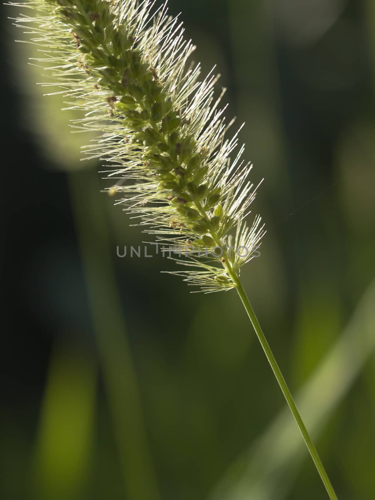 Macro image of a Green Foxtail, or Green Bristle grass (Setaria pumila) inflorescence.