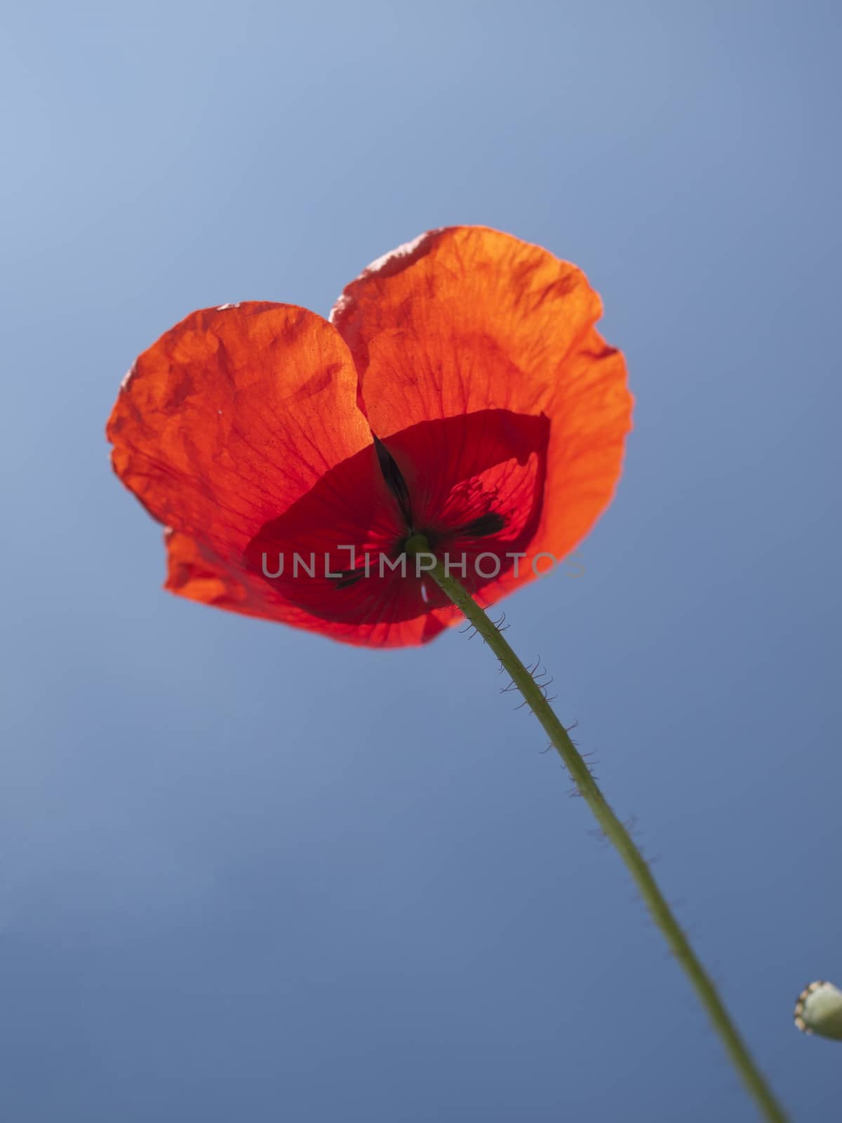 single poppy and sky as  the background