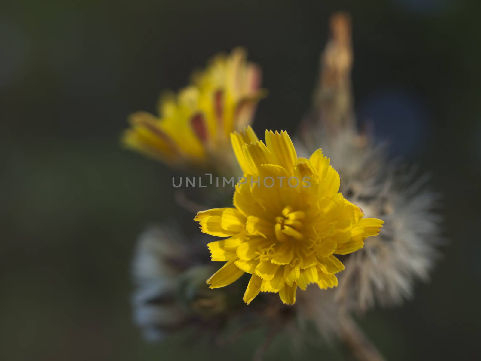 Yellow chicory flower over green garden background
