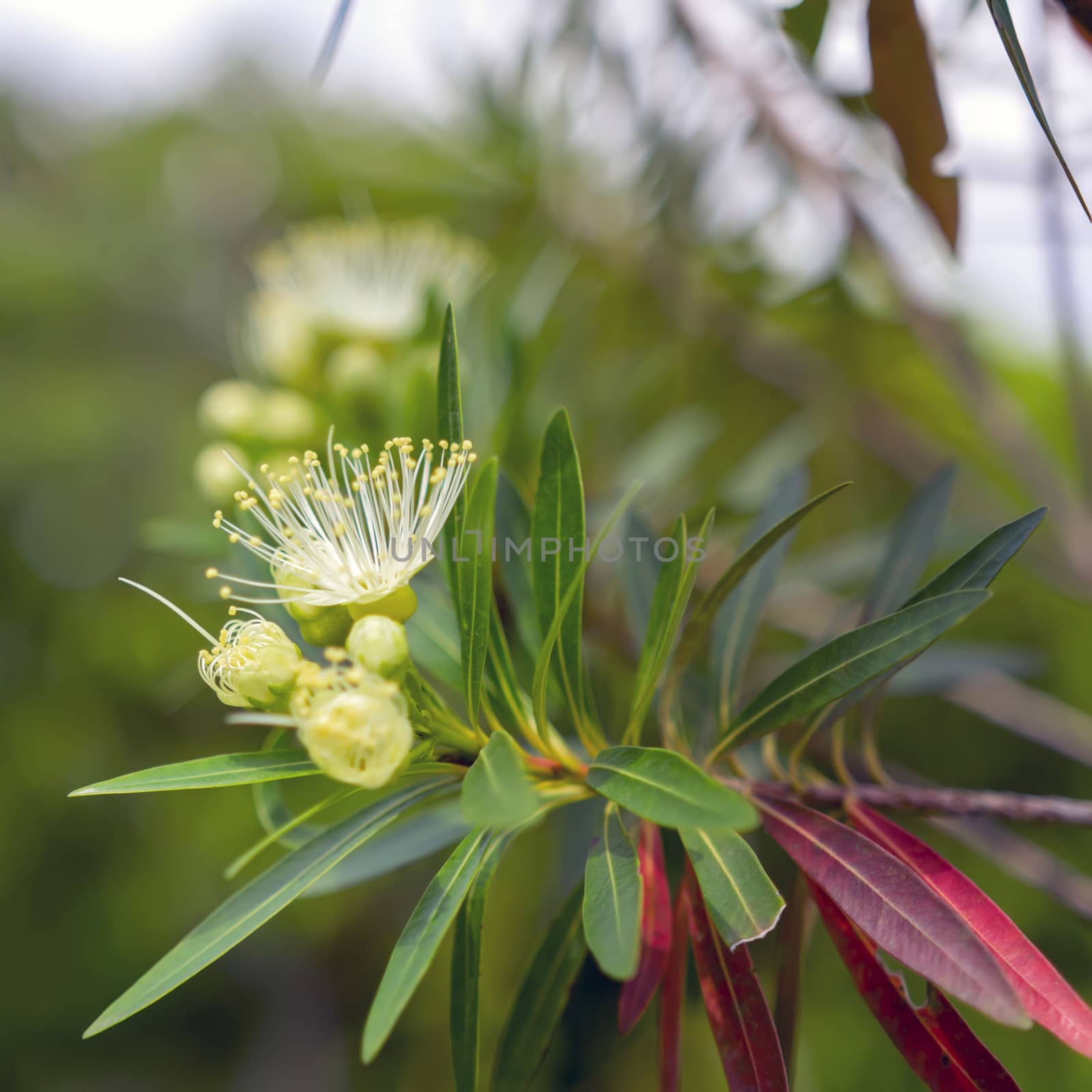 White Xanthostemon on Sky Background in Thailand.