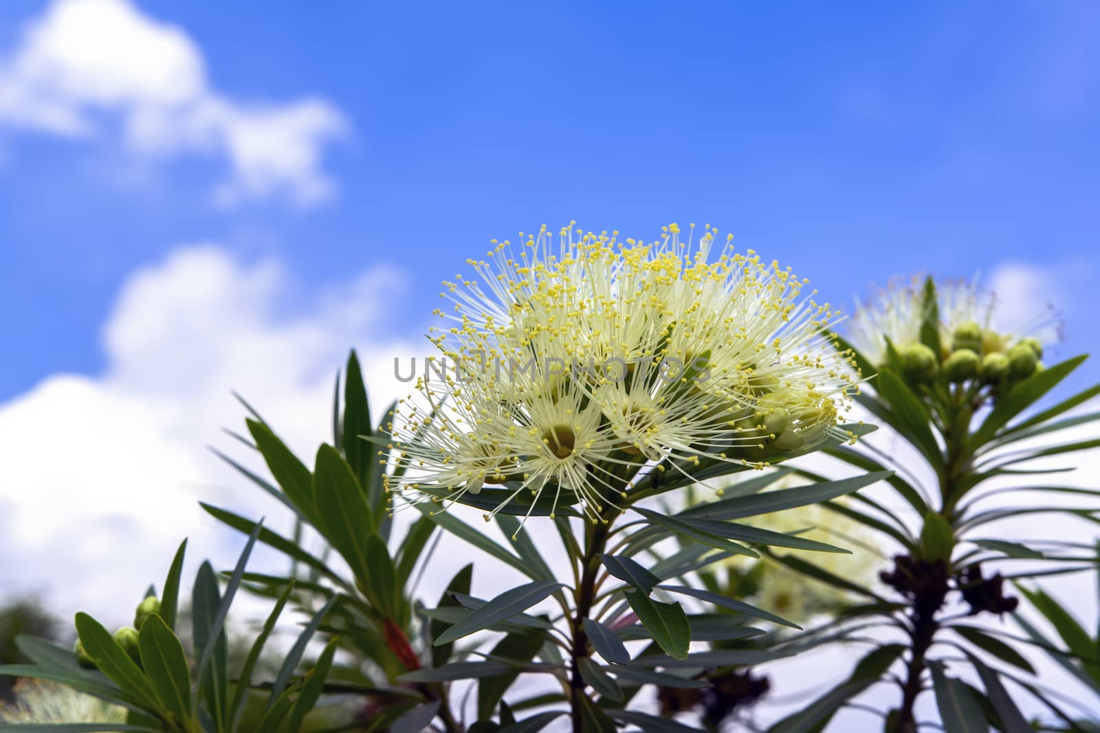 White Xanthostemon on Sky Background in Thailand.