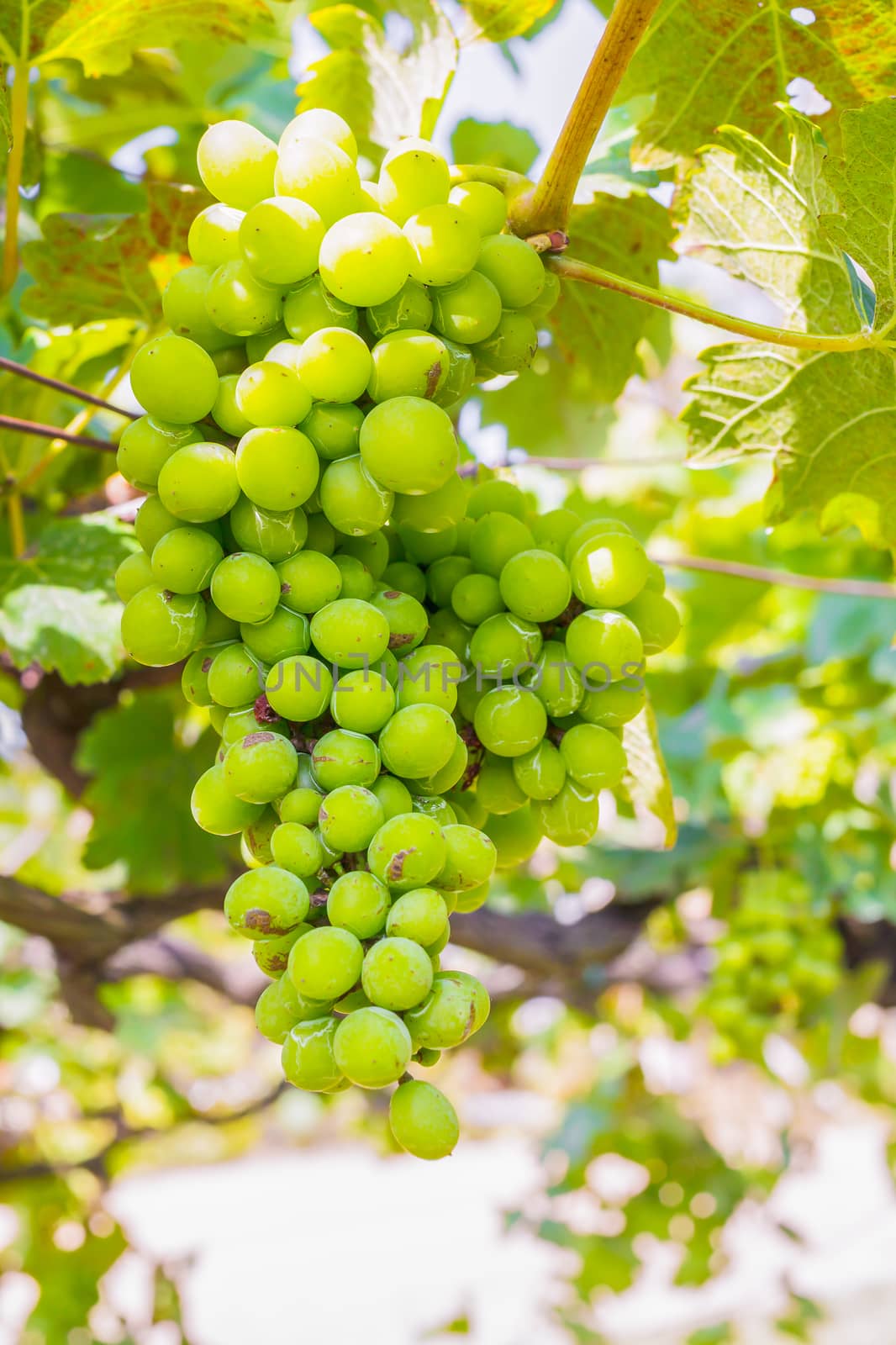 bunch of grapes on with green leaves