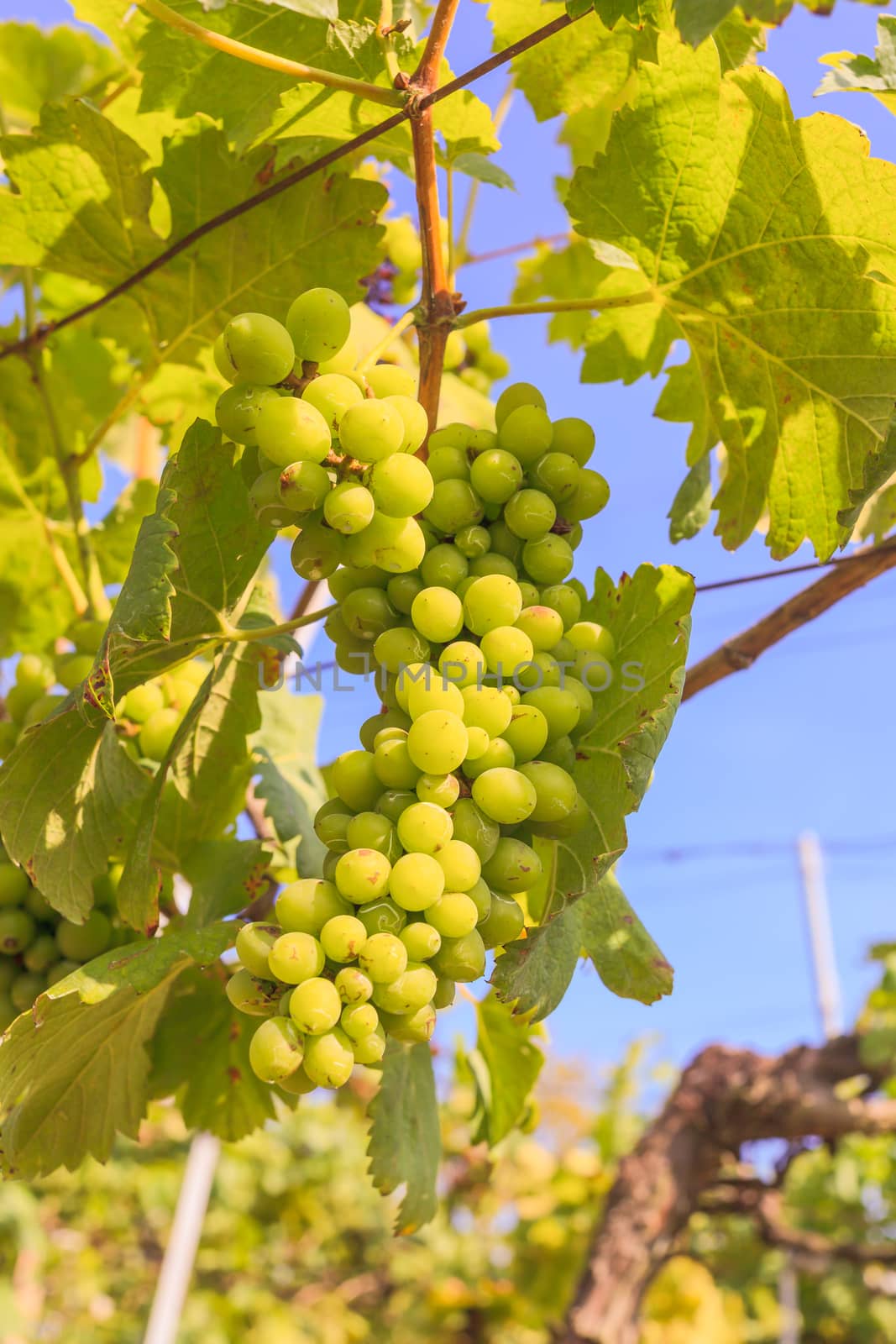 bunch of grapes on with green leaves
