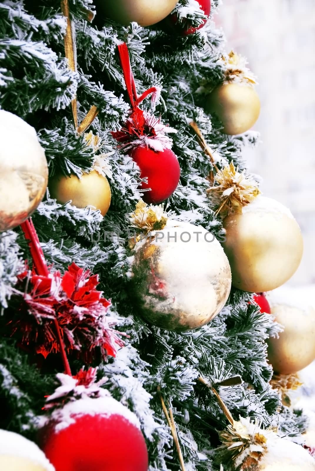 fragment of decorated christmas tree with red and golden yellow balls outdoor
