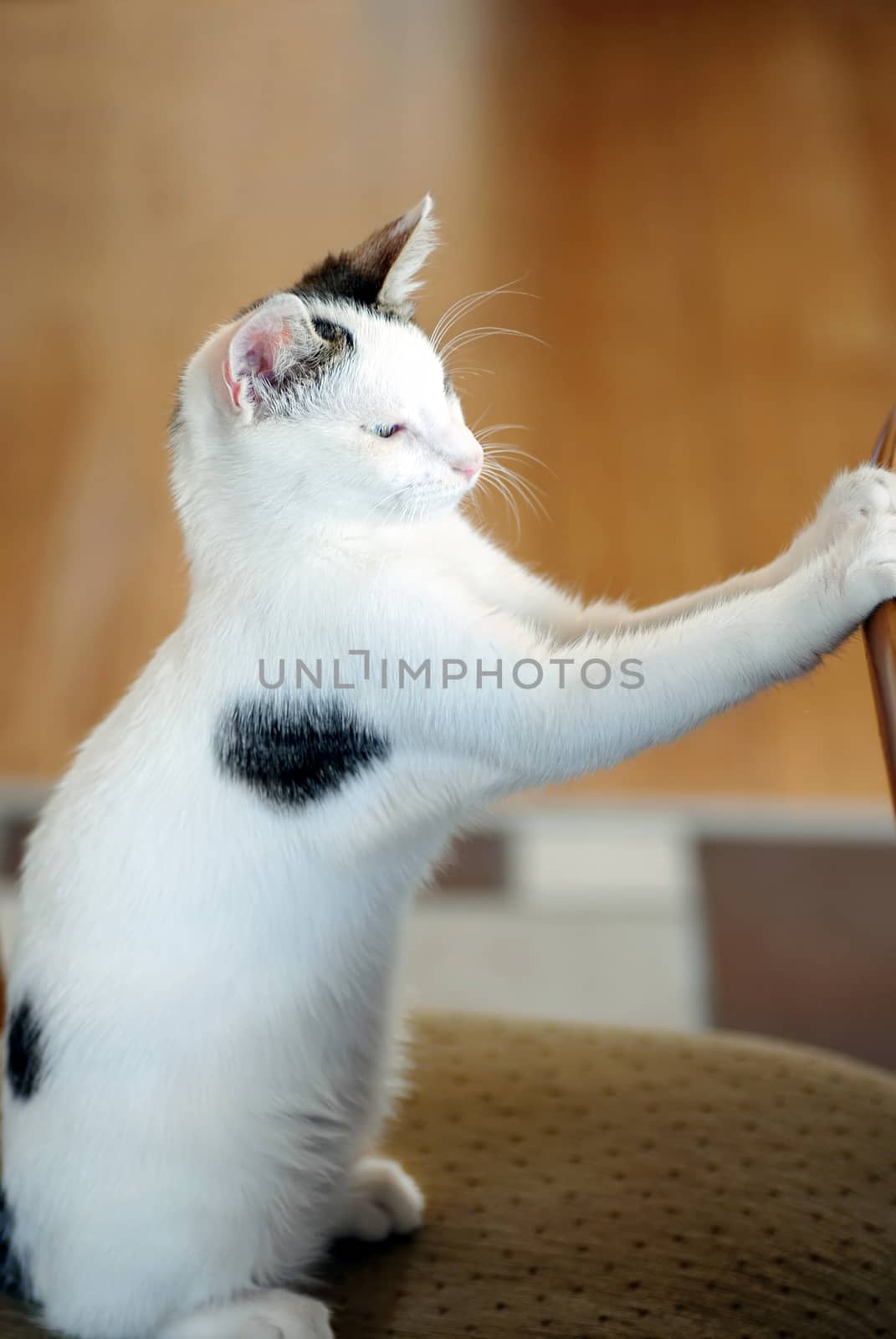 young white domestic cat sitting at the table